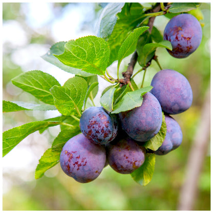 Plum Reine Claude d'Althan 4-5ft Tall in 6L Pot Large Purple Tasty Fruit,Lovely Flowers