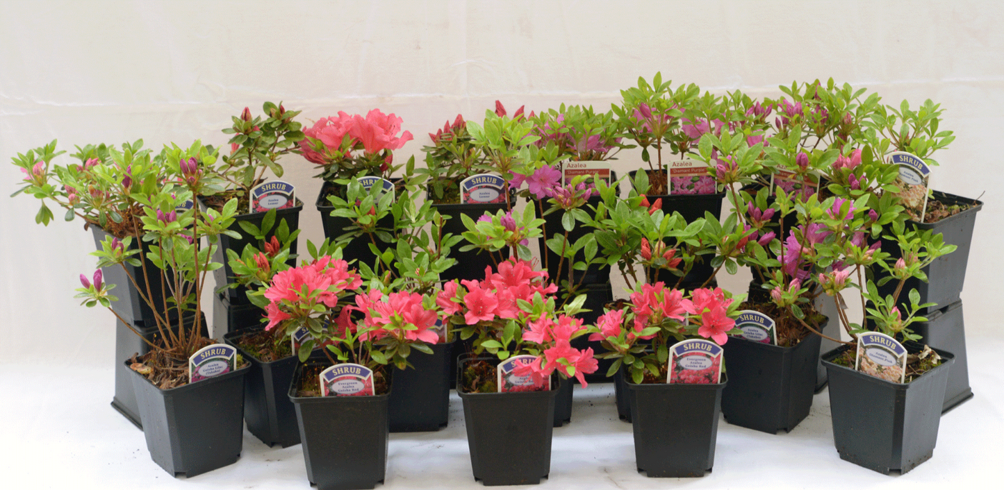 6 X MIXED AZALEAS DWARF JAPANESE SHRUBS COLOURFUL POTTED GARDEN PLANTS IN POT