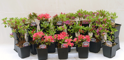 6 X MIXED AZALEAS DWARF JAPANESE SHRUBS COLOURFUL POTTED GARDEN PLANTS IN POT
