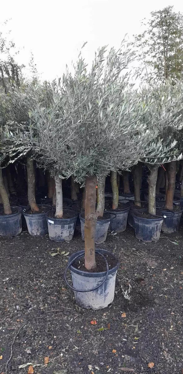 Olive Tree Standard Lollipop Approx 6ft+ Tall 35L UK Hardy EXTRA LARGE trunk