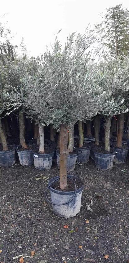 Olive Tree Standard Lollipop Approx 6ft+ Tall 35L UK Hardy EXTRA LARGE trunk