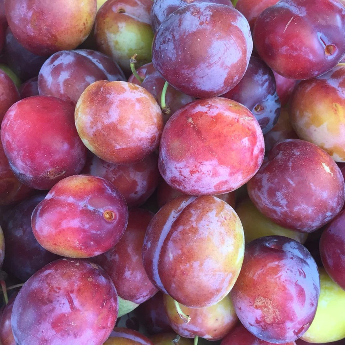 Opal Plum Tree | Ideal for Small Gardens | 2-3ft