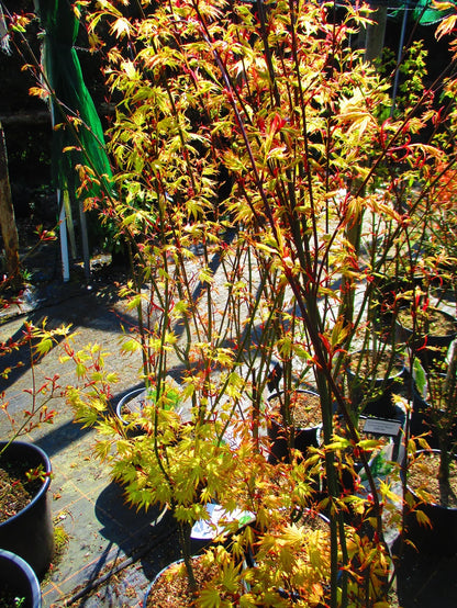 4ft inc. pot Japanese Maple  Acer palmatum ORANGE DREAM 7litre
