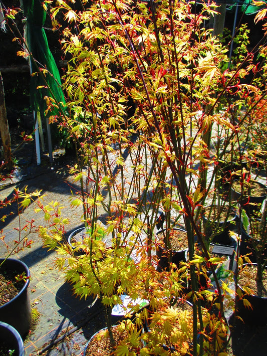 4ft inc. pot Japanese Maple  Acer palmatum ORANGE DREAM 7litre