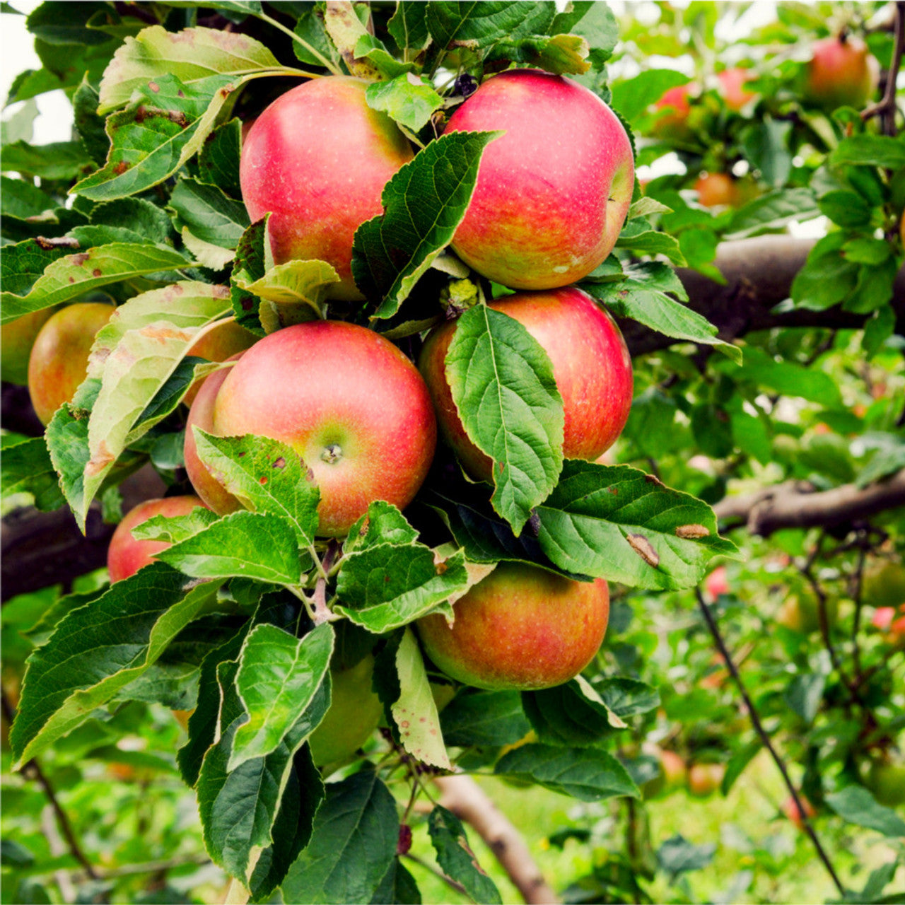 Beauty Of Bath' Apple Tree 4-5ft, 6L Pot Ready to Fruit Mild,Sharp & Sweet
