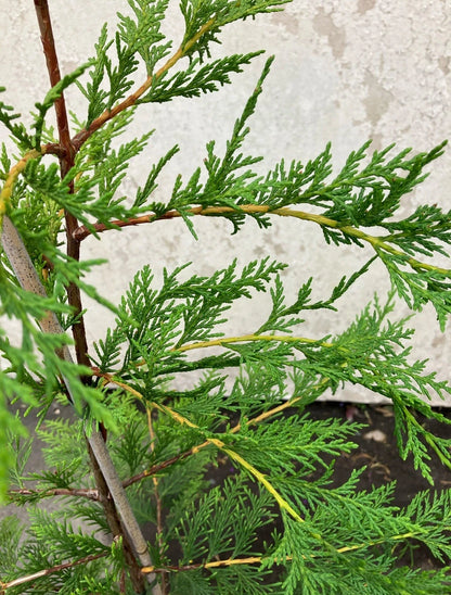 20x TREES GREEN LEYLANDII HEDGING CONIFER (4-5FT) FOOT PLANTS 5LT POTS EVERGREEN