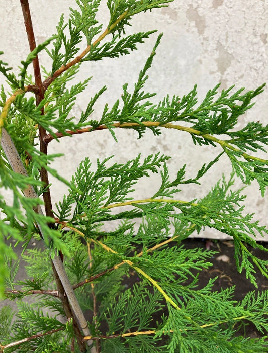 20x TREES GREEN LEYLANDII HEDGING CONIFER (4-5FT) FOOT PLANTS 5LT POTS EVERGREEN