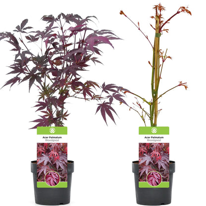 Acer palmatum 'Bloodgood' | Japanese Maple Deciduous Garden Plant Tree In Pot