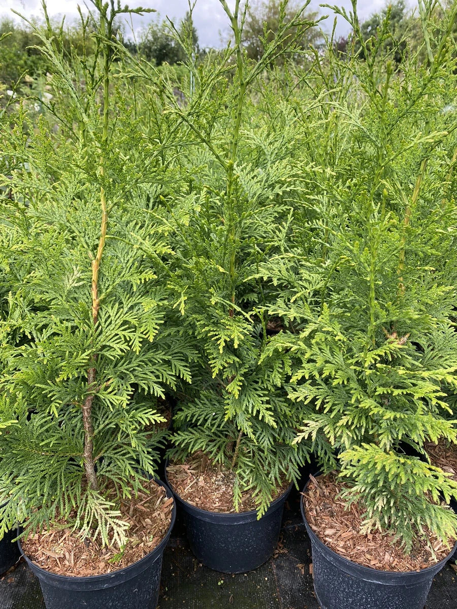 10X CONIFER TREES THUJA PLICATA GELDERLAND HEDGING PLANTS 2 LT POTS 70-90 CM