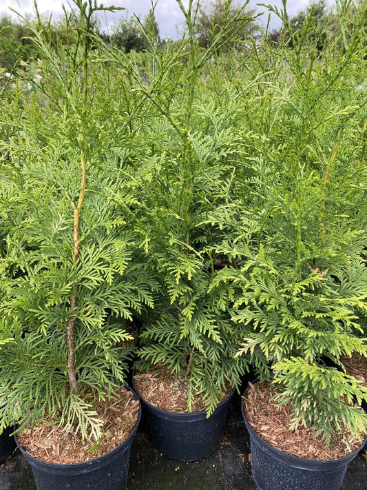 10X CONIFER TREES THUJA PLICATA GELDERLAND HEDGING PLANTS 2 LT POTS 70-90 CM