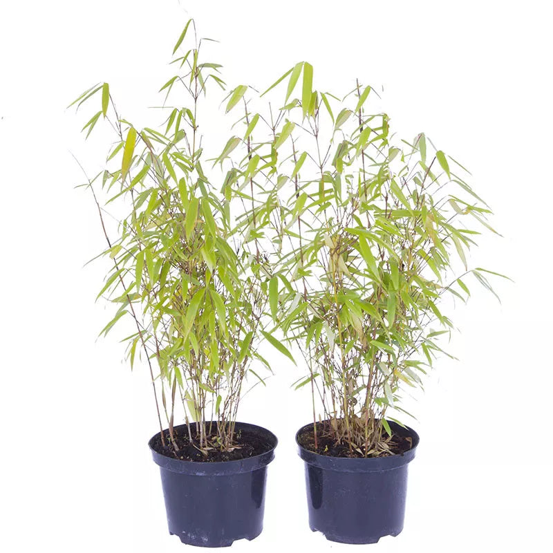 Pair of Fargesia rufa 'Fountain' Bamboo Plants in 2L Pots 50cm Tall