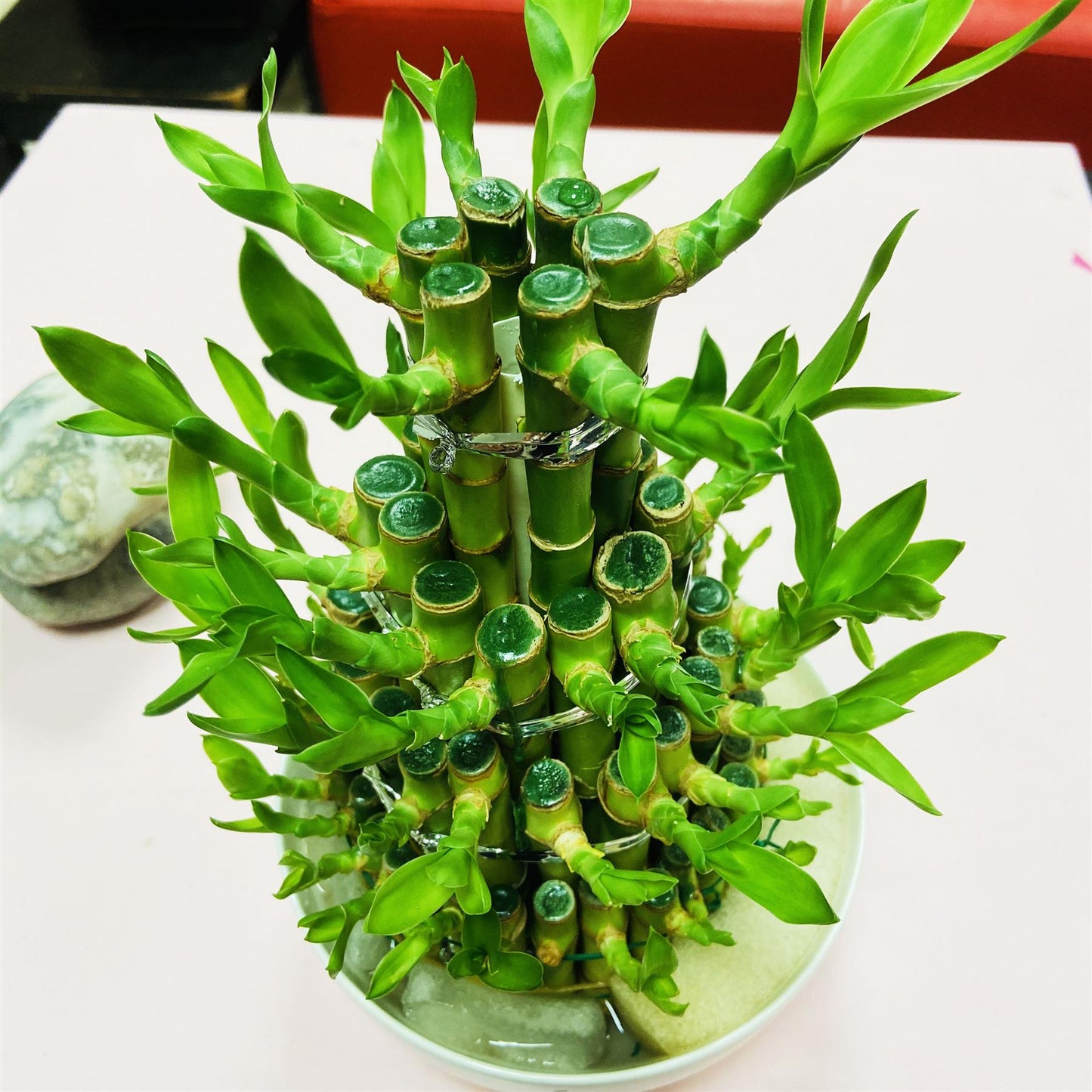 1 LUCKY BAMBOO RIBBON PLANT EVERGREEN INDOOR BONSAI IN CERAMIC POT FOR FENG SHUI