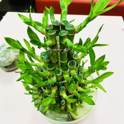 1 LUCKY BAMBOO RIBBON PLANT EVERGREEN INDOOR BONSAI IN CERAMIC POT FOR FENG SHUI