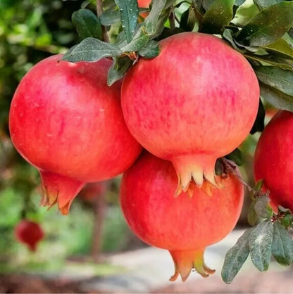Blueberry, Pomegranate & Kiwi Fruit Plant Mix - 3 Fruit Plants in 9cm Pots