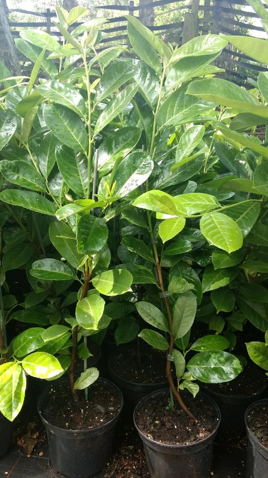 10X CHERRY LAUREL HEDGING PLANTS EVERGREEN TREES SHRUBS HARDY 2LT POTS  3 FOOT