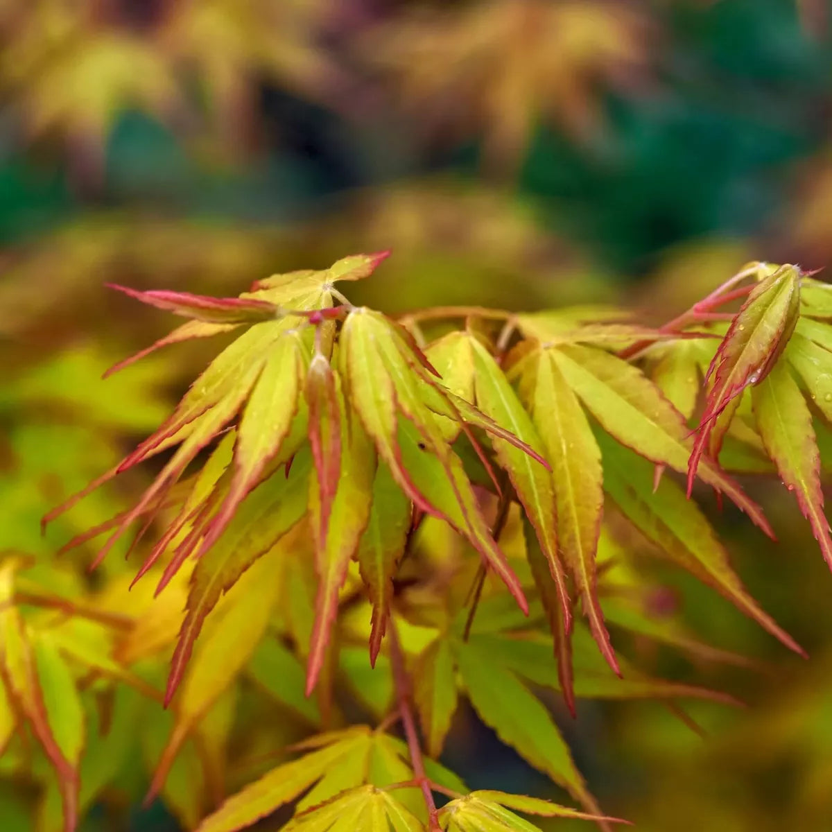 Acer Plant Japanese Maple Palmatum Katsura Garden Tree Shrub 40-50cm