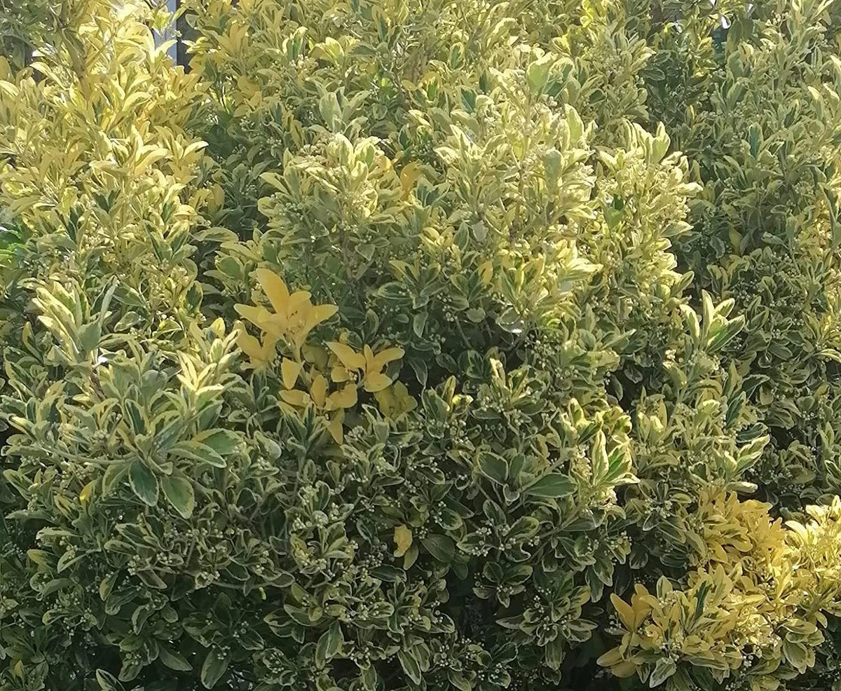 2-3ft Golden Privet garden hedge plants evergreen hedging bare root