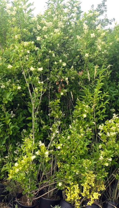 Pallet Deal 6-8ft 180-240cm Green Privet hedging Ligustrum ovalifoium