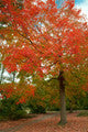 Acer Rubrum 'Sun Valley' / Maple In 2L Pot Stunning Autumn Colours