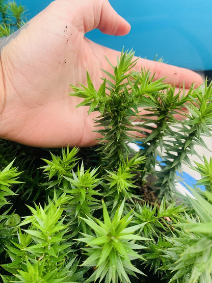 MONKEY PUZZLE (araucaria araucana) SEEDLINGS