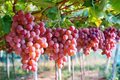 Red Grape Vine Plant 'Queen of Esther' Fruit Plant High Yielding Vitis Grape