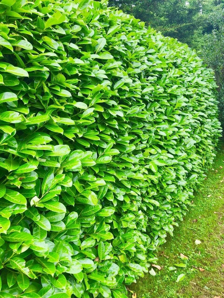 25 Cherry Laurel Evergreen Hedging Plants Fast Growing 2-3ft Large 1 Ltr Pots