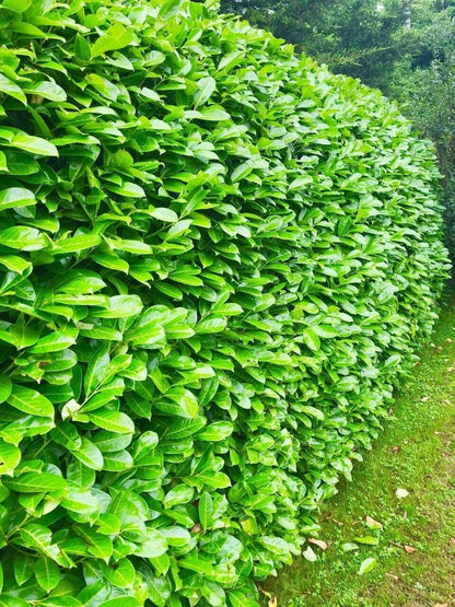 25 Cherry Laurel Evergreen Hedging Plants Fast Growing 2-3ft Large 1 Ltr Pots