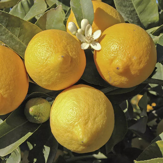 Citrus Lemon Tree, Approximately 80cm Tall in 4 Litre Pot, Citrus Fruit Tree