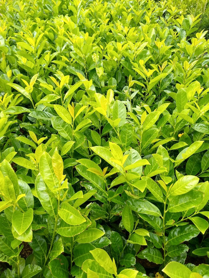 20X CHERRY LAUREL HEDGING PLANTS 80 CM 2 lt POTS EVERGREEN TREES SHRUBS HARDY