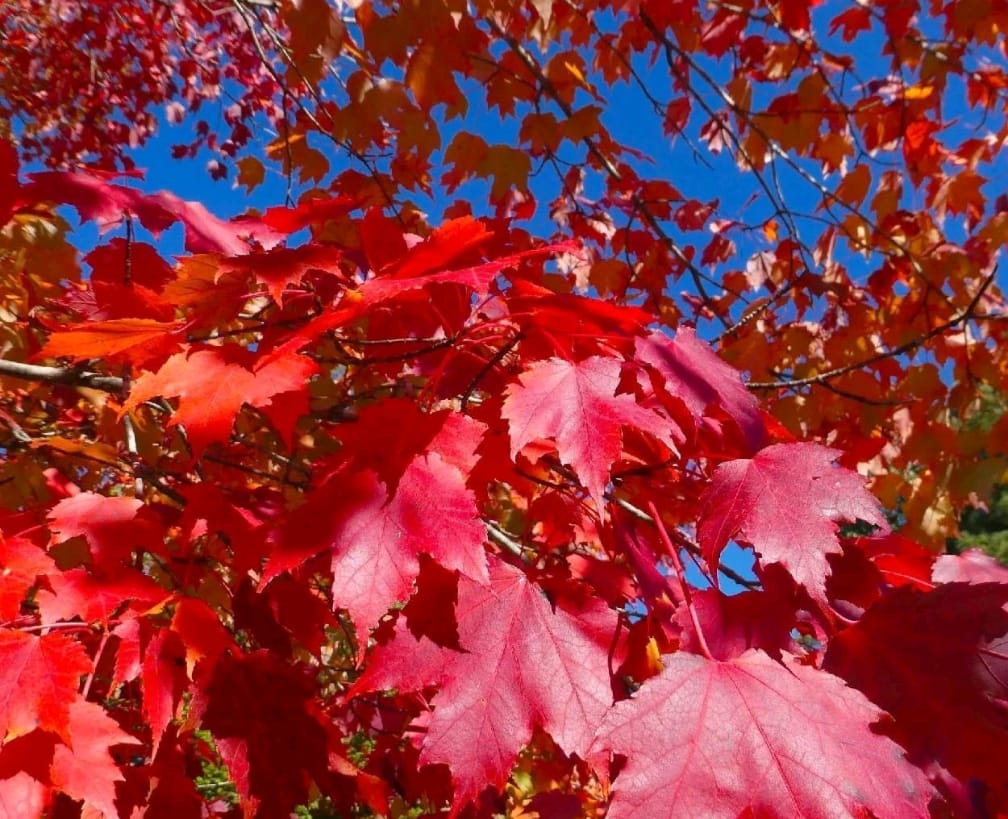Acer Rubrum Fairview Flame Red Maple Tree 6ft, 12L Pot