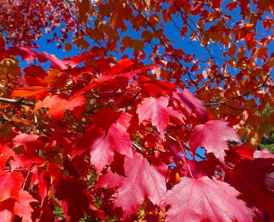 Acer Rubrum Fairview Flame Red Maple Tree 6ft, 12L Pot