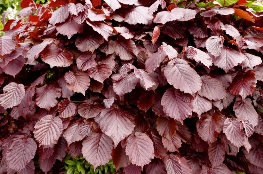 3-4ft Copper Beech Hedging Tall Bareroot Purple beech Hedging plants