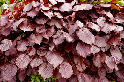3-4ft Copper Beech Hedging Tall Bareroot Purple beech Hedging plants