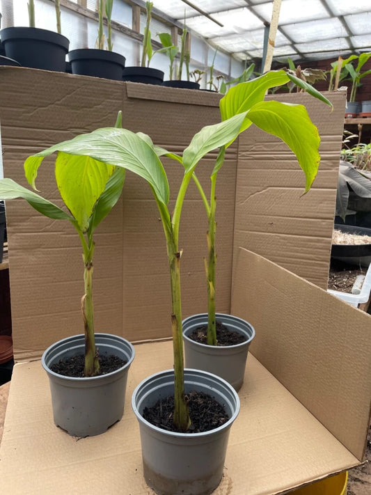 Musa basjoo hardy green banana plant, approximately 50 cm height.