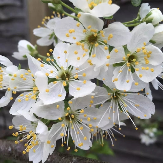 Plum Tree - Sweet Orange Plum - Patio Fruit Tree 2-4ft in 5 Litre Pot