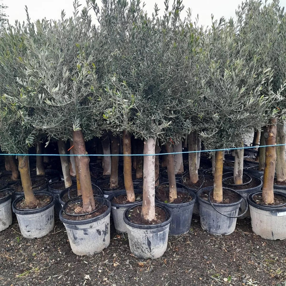 Olive Tree Standard Lollipop Approx 6ft+ Tall 35L UK Hardy EXTRA LARGE trunk