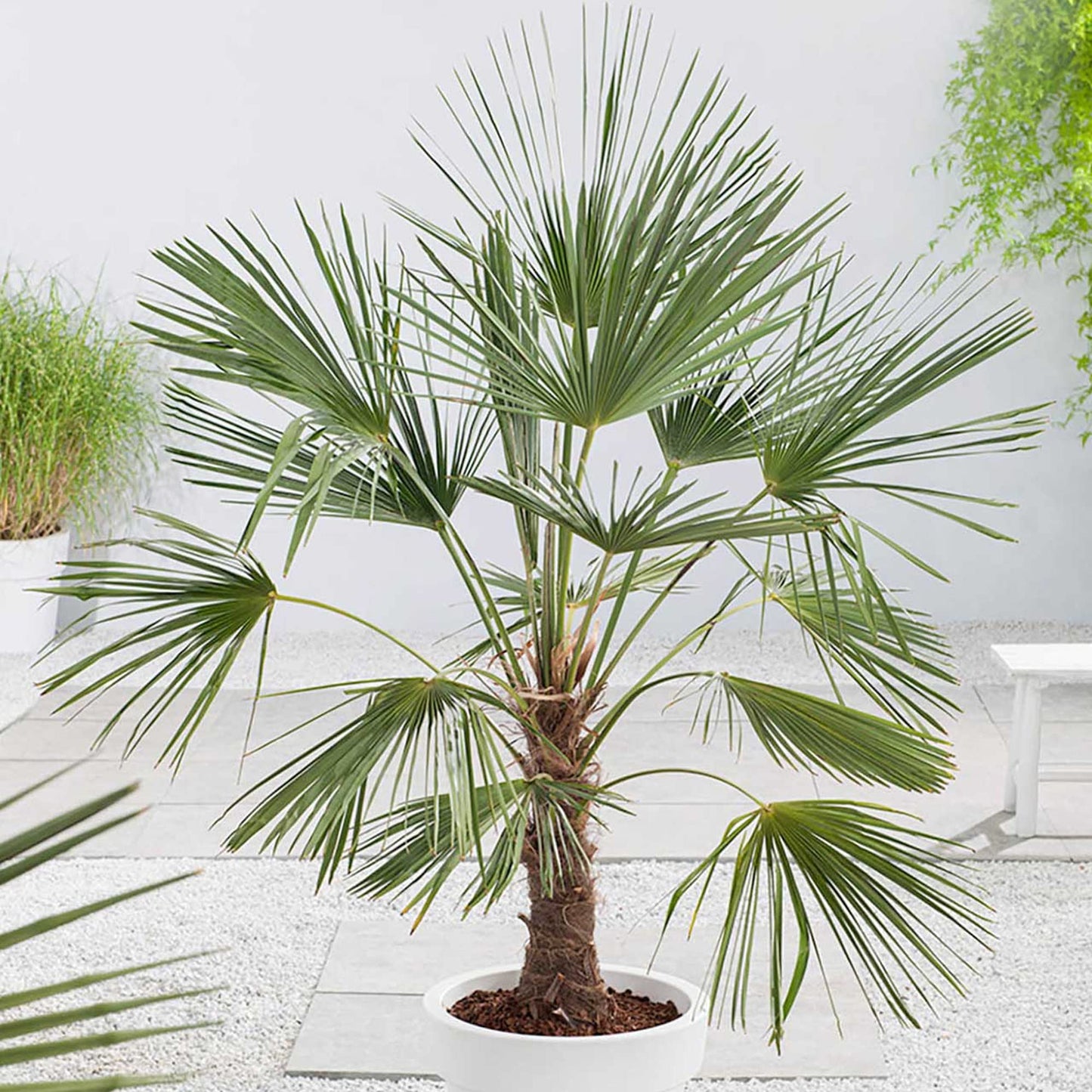 Trachycarpus Fortunei Chusan Fan Palm Exotic Hardy Outdoor Garden Tree Plant