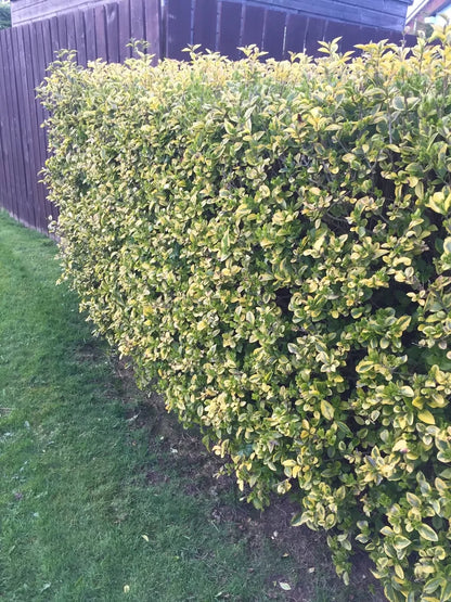 10 Golden Privet Evergreen Hedging Plants Fast Growing Shrubs 30-40cm Potted