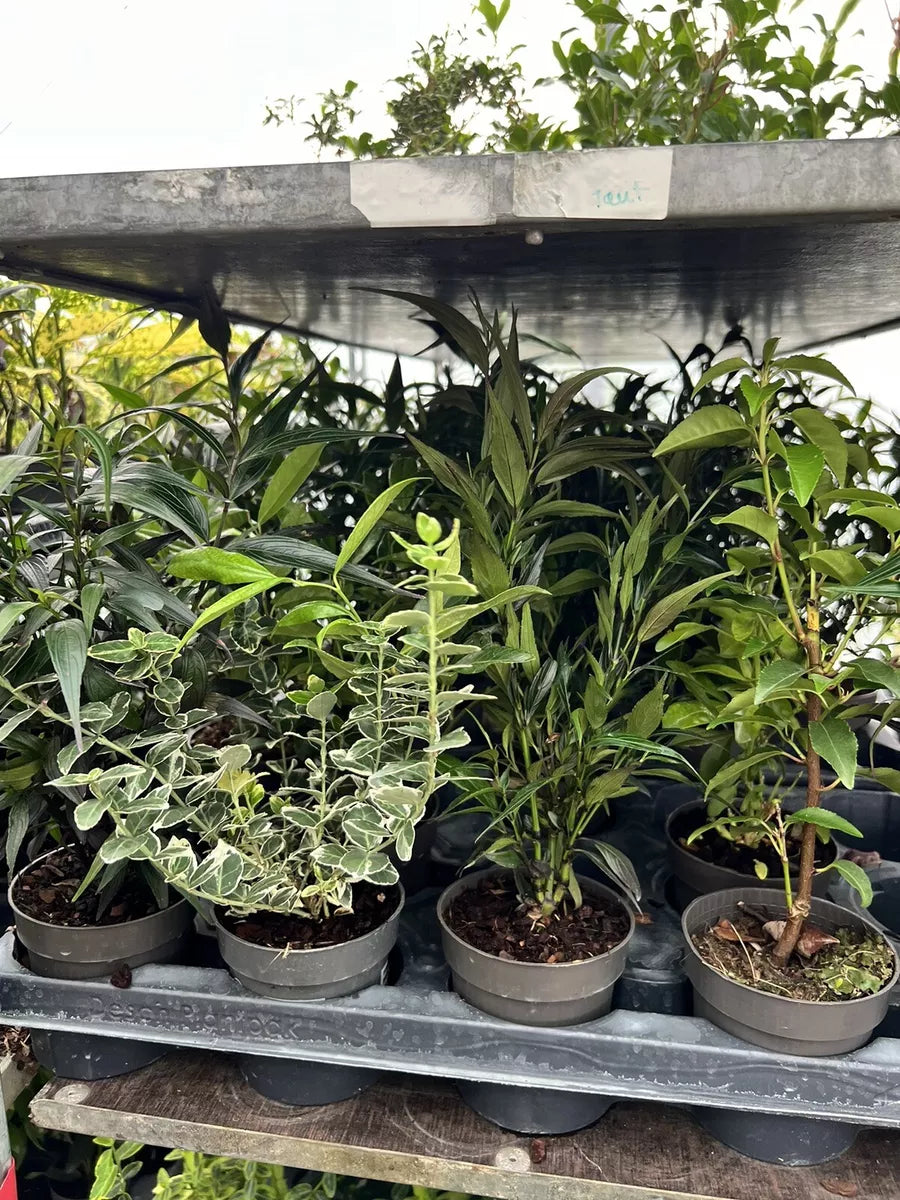 5X MIXED EVERGREEN GARDEN SHRUBS || VERY HEALTHY 9cm POTTED PLANTS , VERY CHEAP