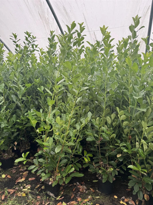 Pallet 40x 5-6ft Cherry Laurel Hedging Trees Extra Large in 15/20 Litre Pots