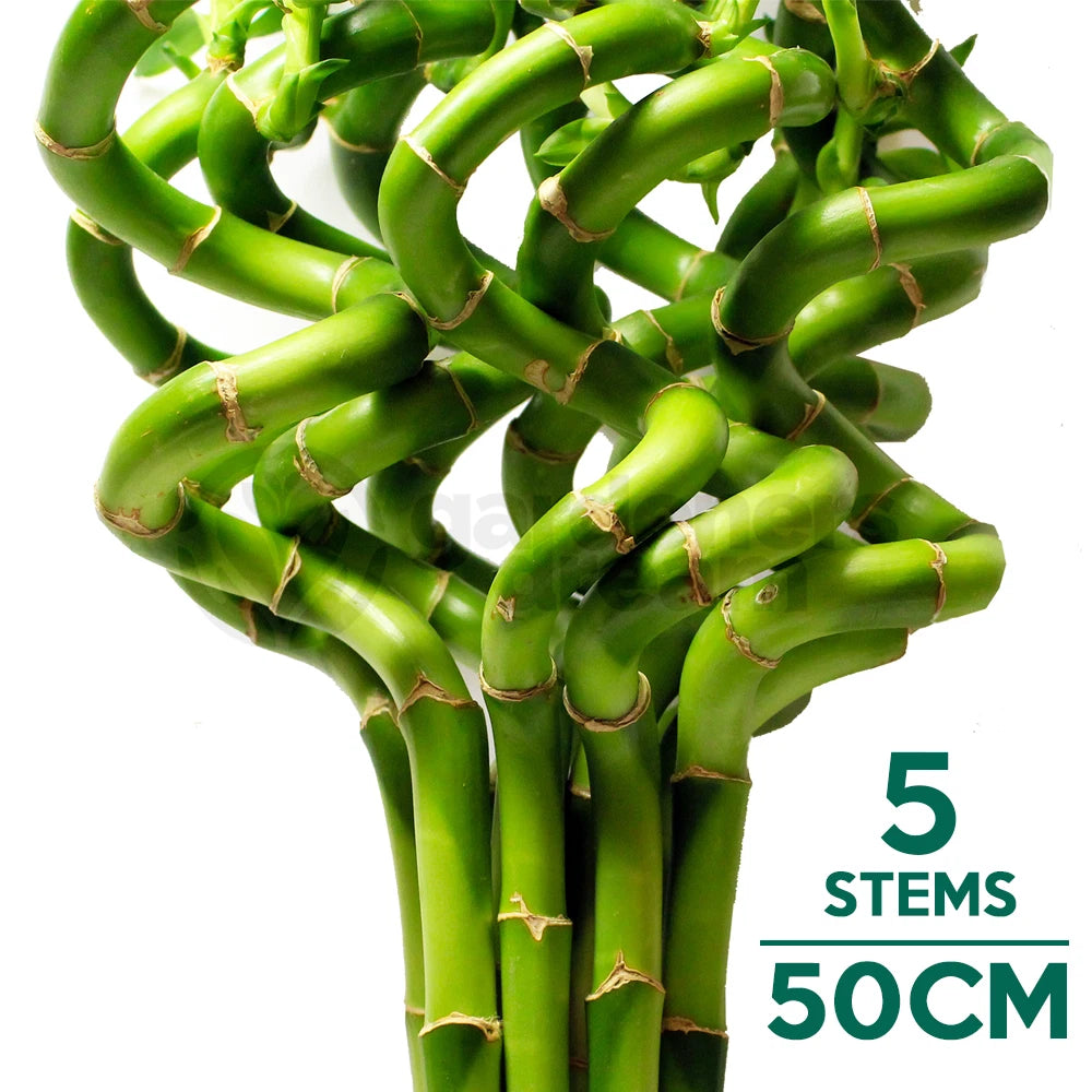 50cm Lucky Bamboo - 5 Spiral Stems - Indoor Plant Garden Windowsill Bowl