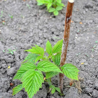 Raspberry Autumn Bliss Bare Root 10 x Canes - Grow Your Own Fresh Raspberries