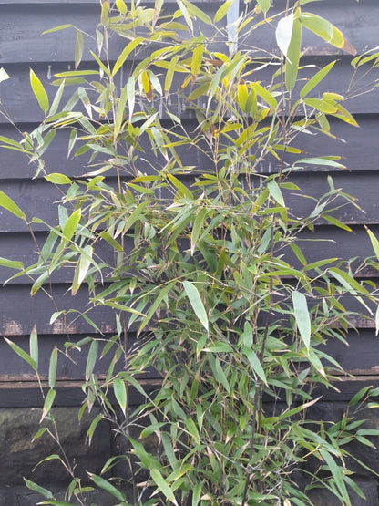 Phyllostachys Nigra Black Stem Bamboo JUMBO  Clump multiple Stems 5-6ft tall