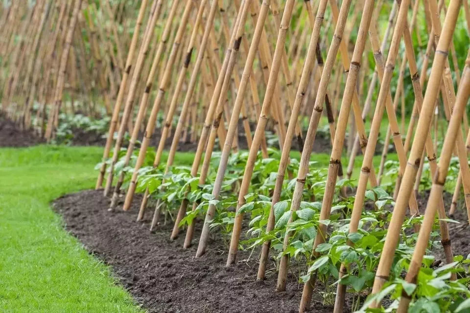 6ft Extra Large Thick Bamboo Canes Plants Supporting Pole Sticks Garden