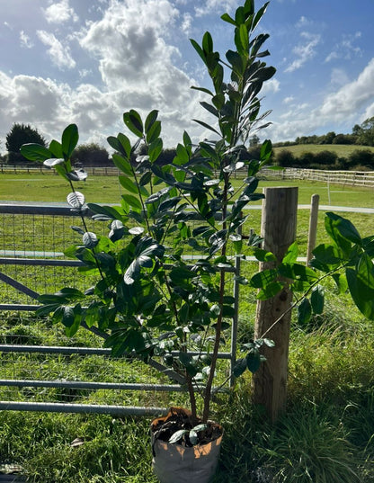 20 Cherry Laurel Hedging Plants, 10L Pots and 15L Bags  5-6FT 150-180cm