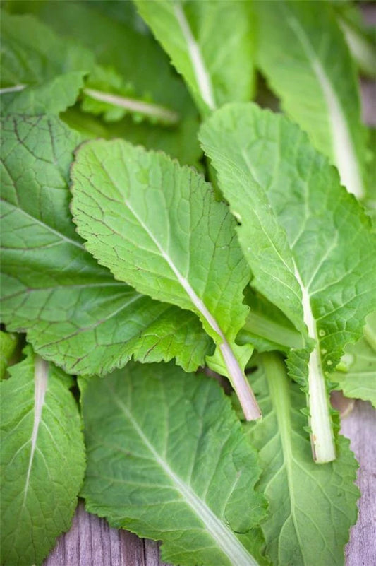 Indian Mustard Amsoi 50 Seeds, FAST 60 Days Fab for Curries, Salads & Stir-Fries
