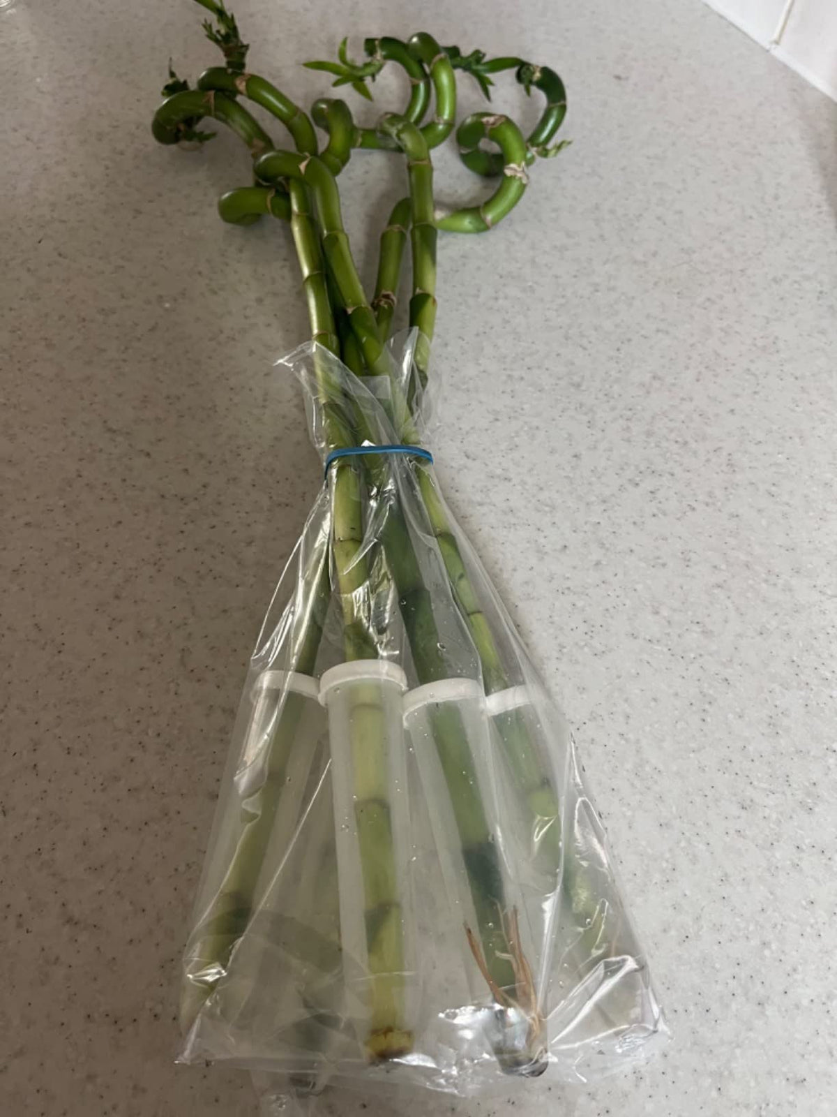 50cm Lucky Bamboo - 5 Spiral Stems - Indoor Plant Garden Windowsill Bowl