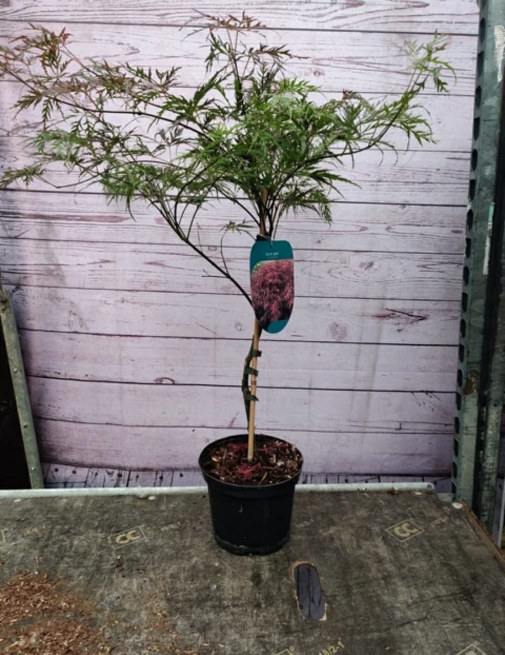 Extra Large Acer Palmatum Dissectum 'Crimson Queen' – 60–70 cm in 7.5 Litre Pot