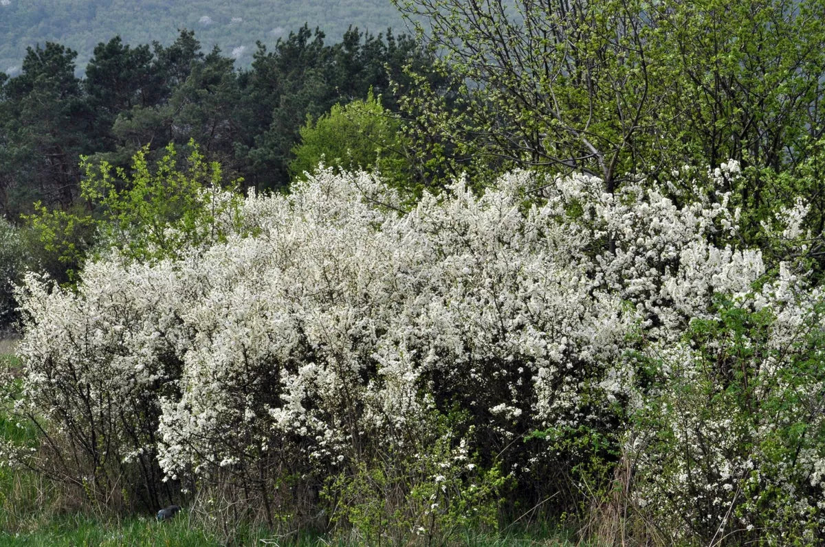 60 x Hawthorn Hedging Plants,Wildlife Friendly 2-3ft In 1L Pots Hawthorne Hedges