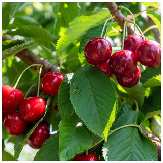 Lapins Cherry Tree 3-4ft in a 6L Pot Self-Fertile & Ready to Fruit
